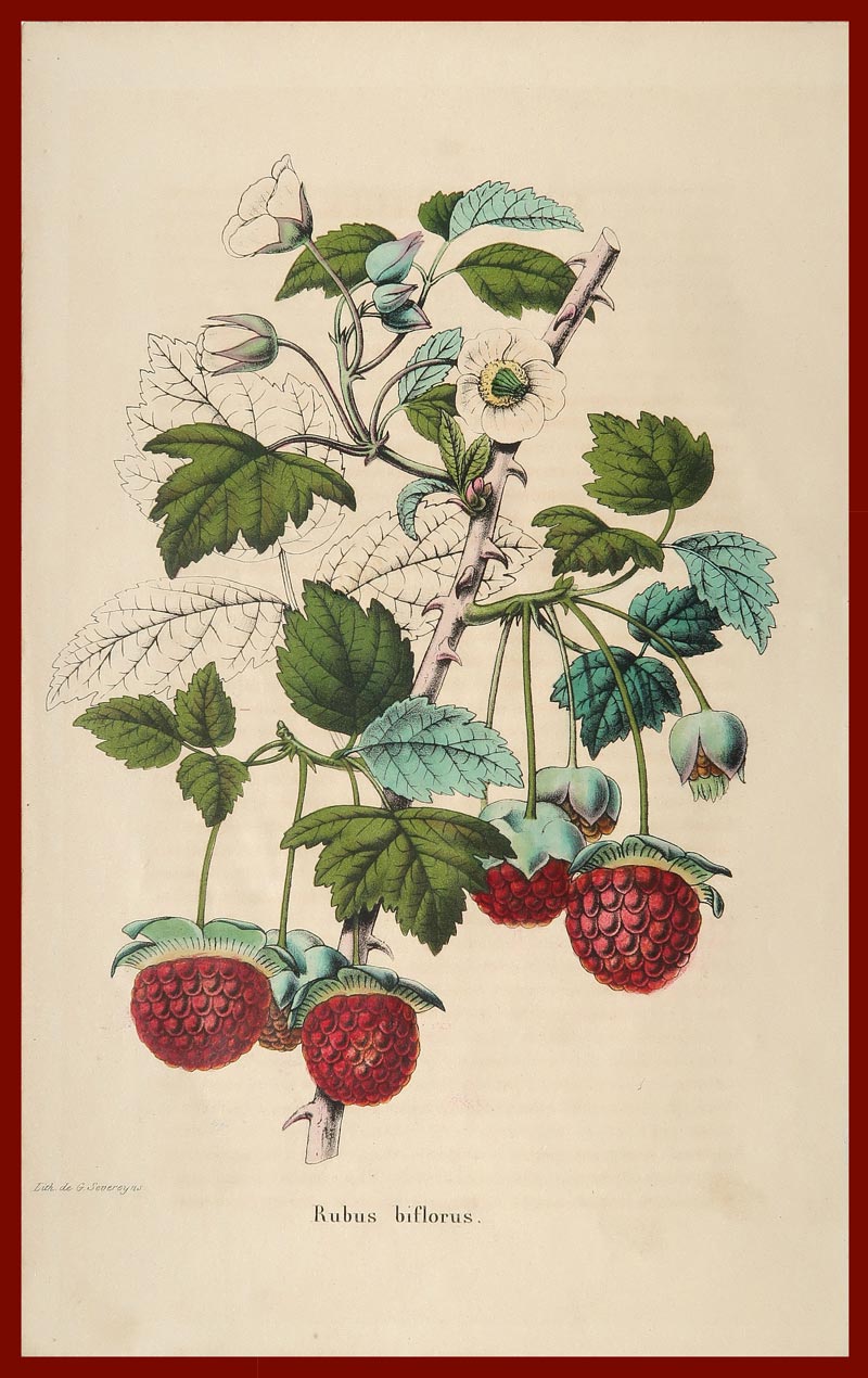 stampa antica rubus biflorus severeyns
