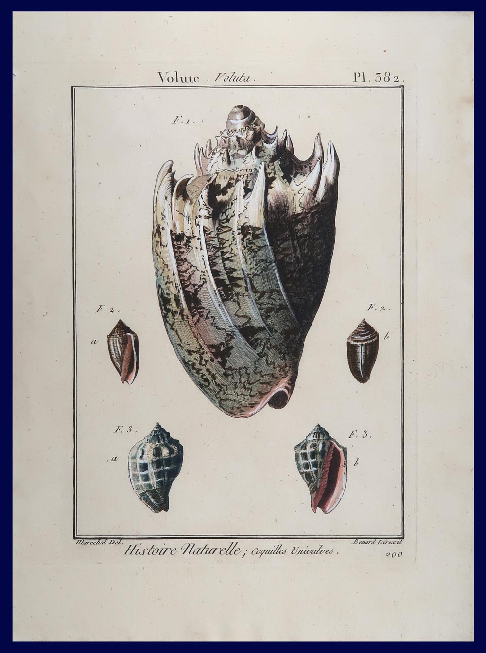 stampa antica conchiglie voluta imperiale