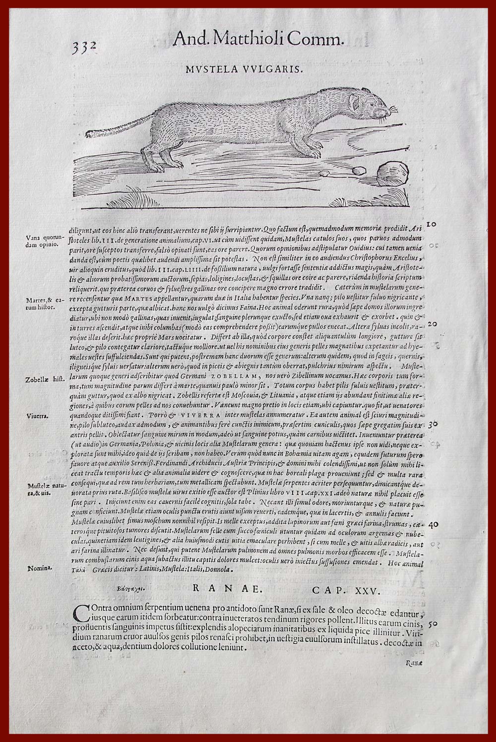 stampa antica donnola meyerpeck