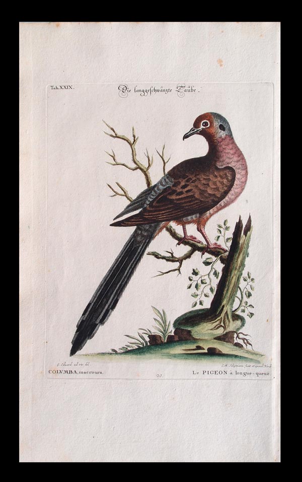 stampa antica uccelli