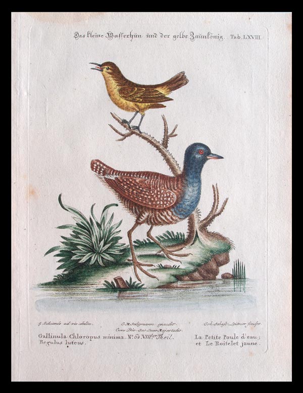 stampa antica uccelli