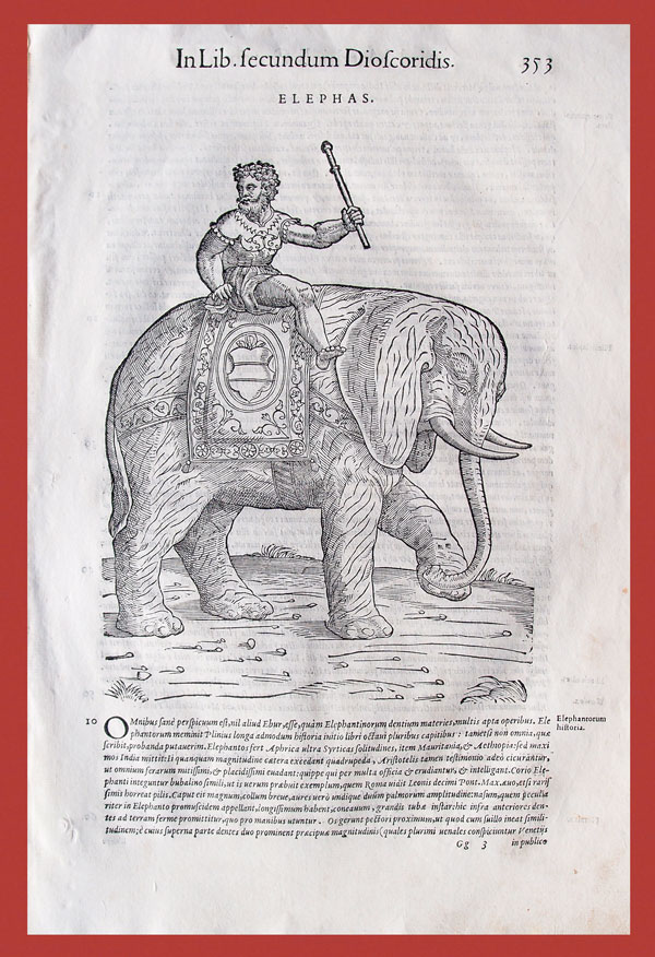 stampa antica elefante