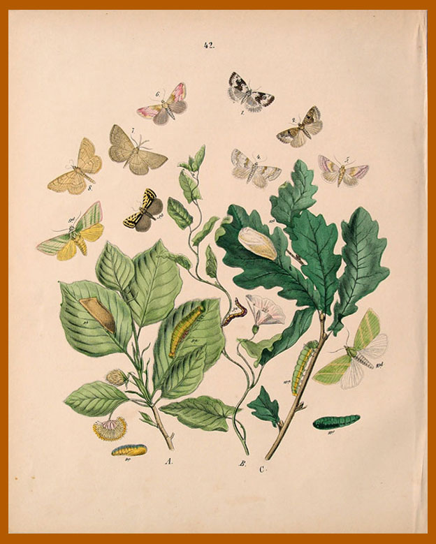 stampa antica farfalle