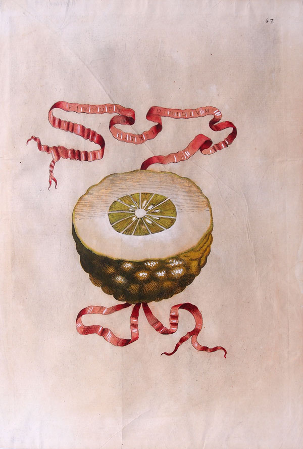 stampa antica limone hesperides