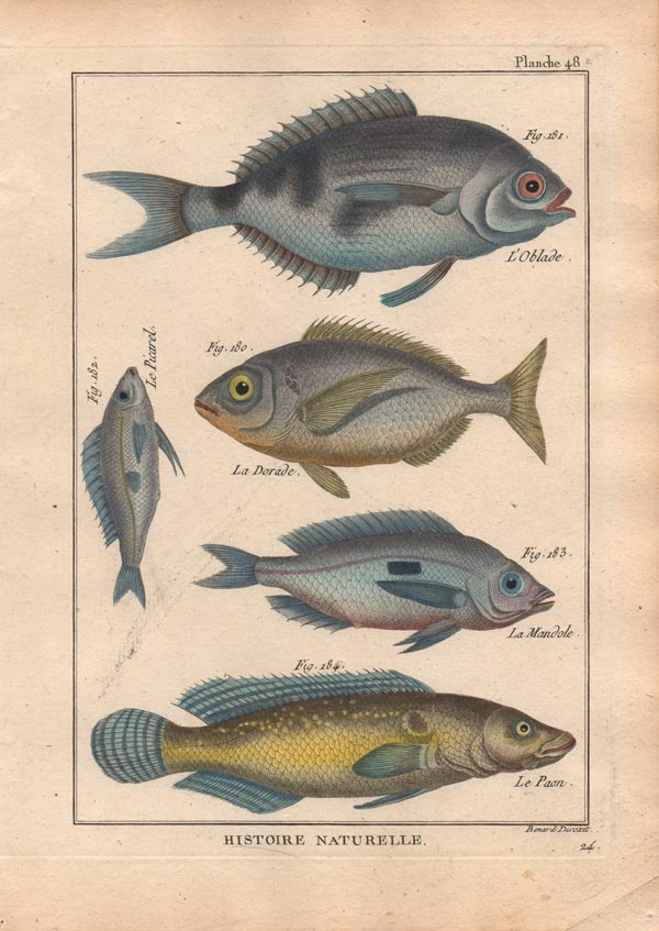stampa antica pesci mediterraneo