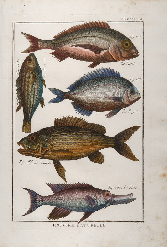 stampa antica sparidi