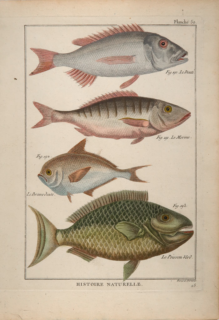 stampa antica pesce dentice