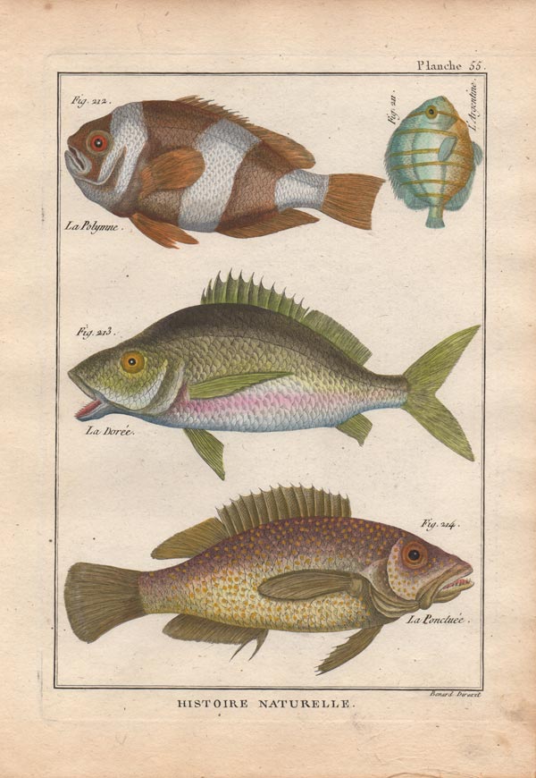 stampa antica pesci bonnaterre