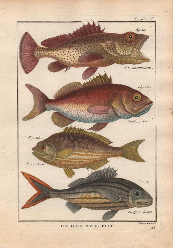stampa antica pesci tableau encyclopédique