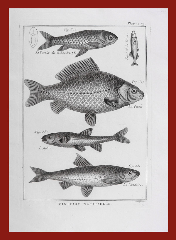 stampa antica pesci bonnaterre