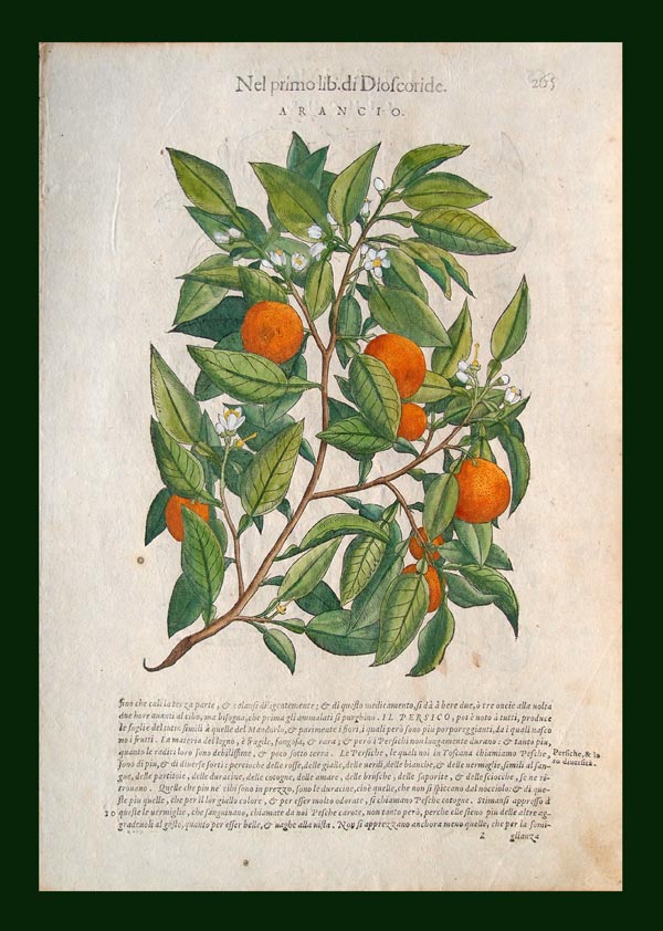 stampa antica arancio