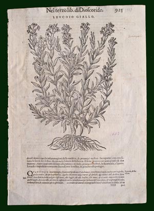 stampa antica originale botanica
