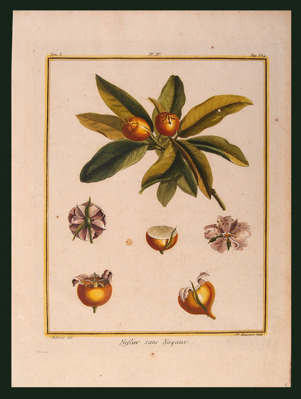 stampa antica nespole duhamel