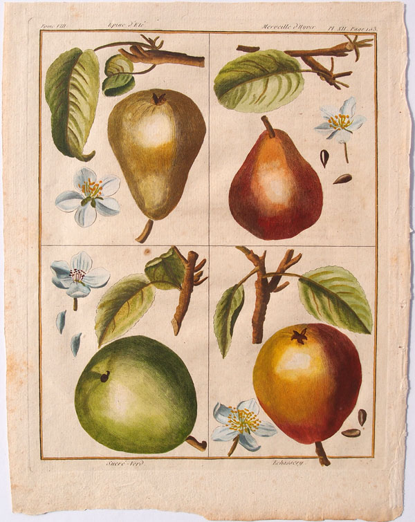 stampa antica pere rozier