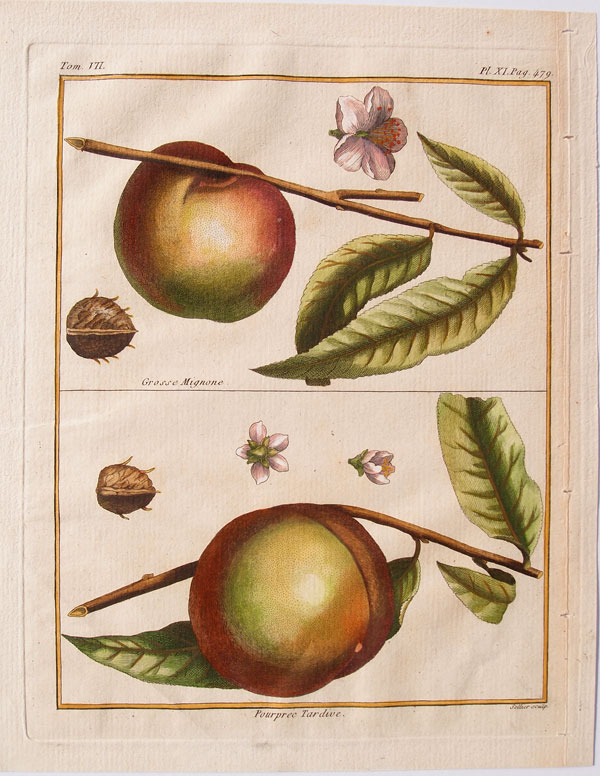 stampa antica pesche mignone rozier
