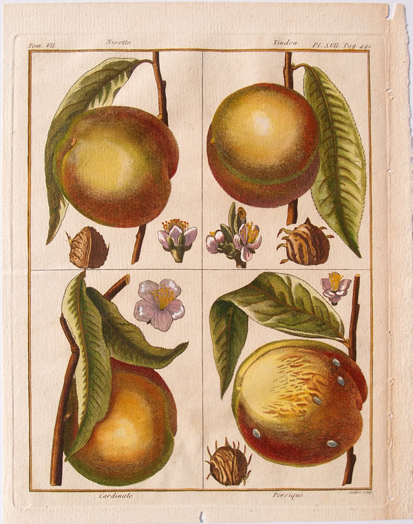 stampa antica pesche nivette