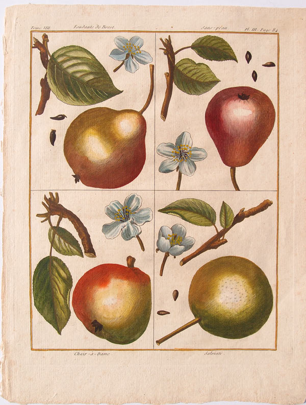 stampa antica frutta pere rozier