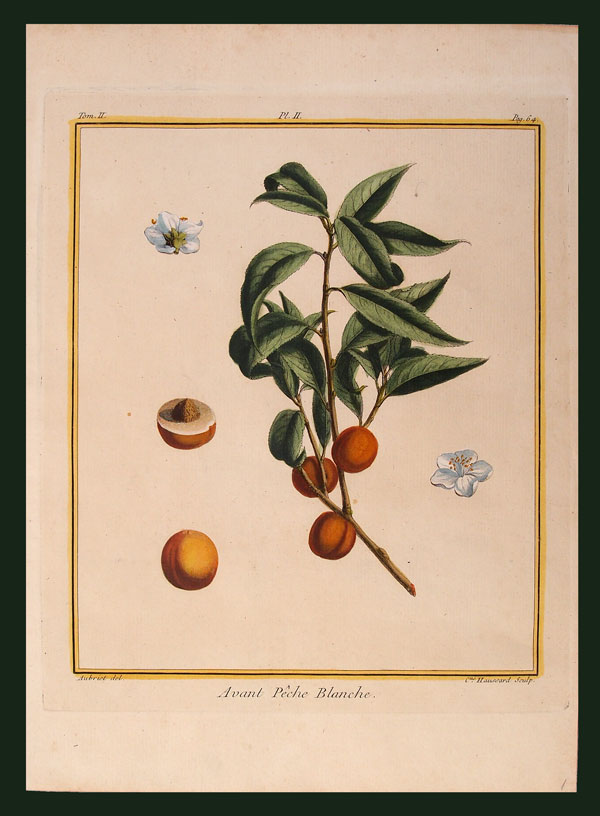 stampa antica frutta pesche