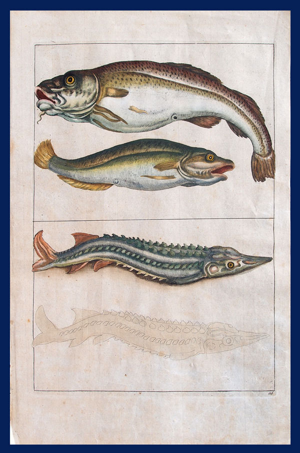 stampa antica storione