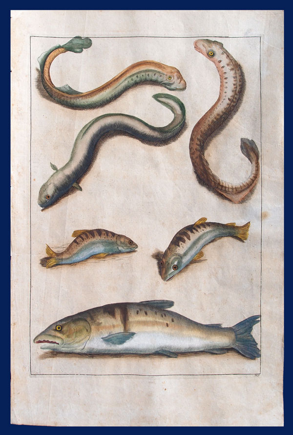 stampa antica anguilla
