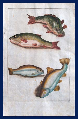 stampe antiche con pesci