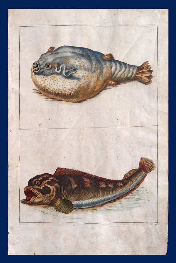 stampa antica pesce palla