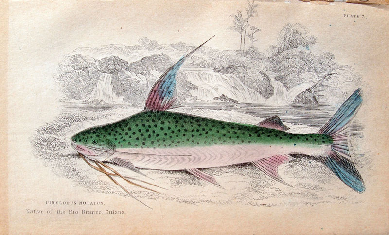 stampa antica pimelodus notatus