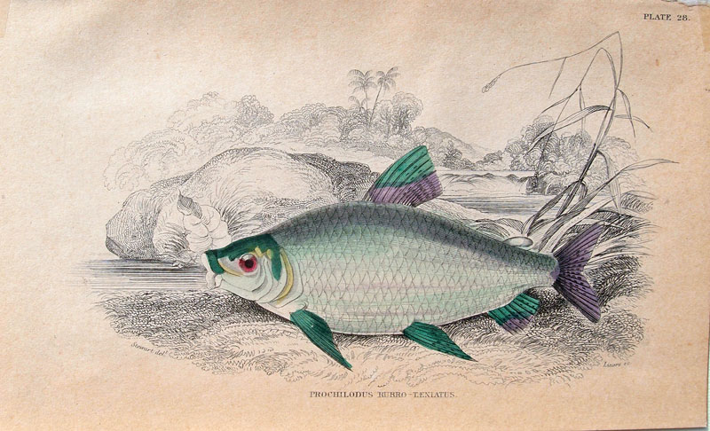 stampa antica prochilodus