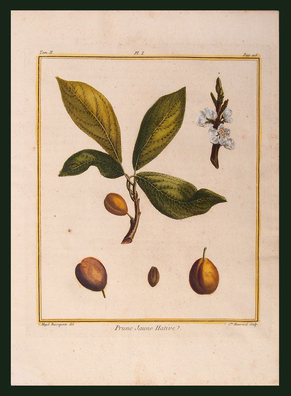 stampa antica prugna