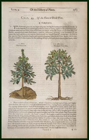 stampa antica abies