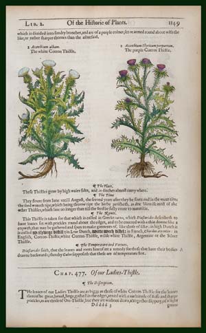 stampa antica acanthium latifolium