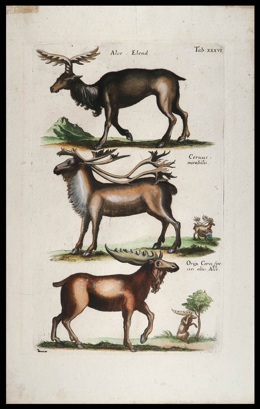 stampa antica alce jonston