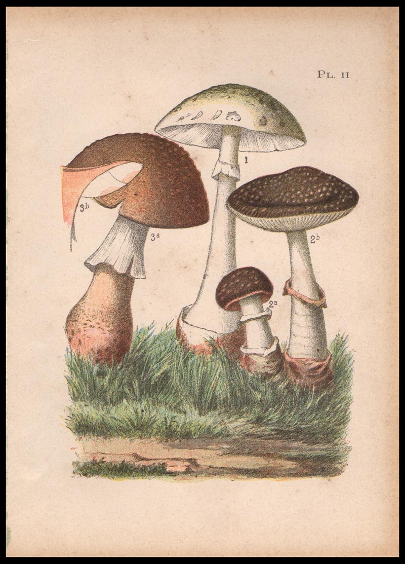 stampa antica amanita plantherina