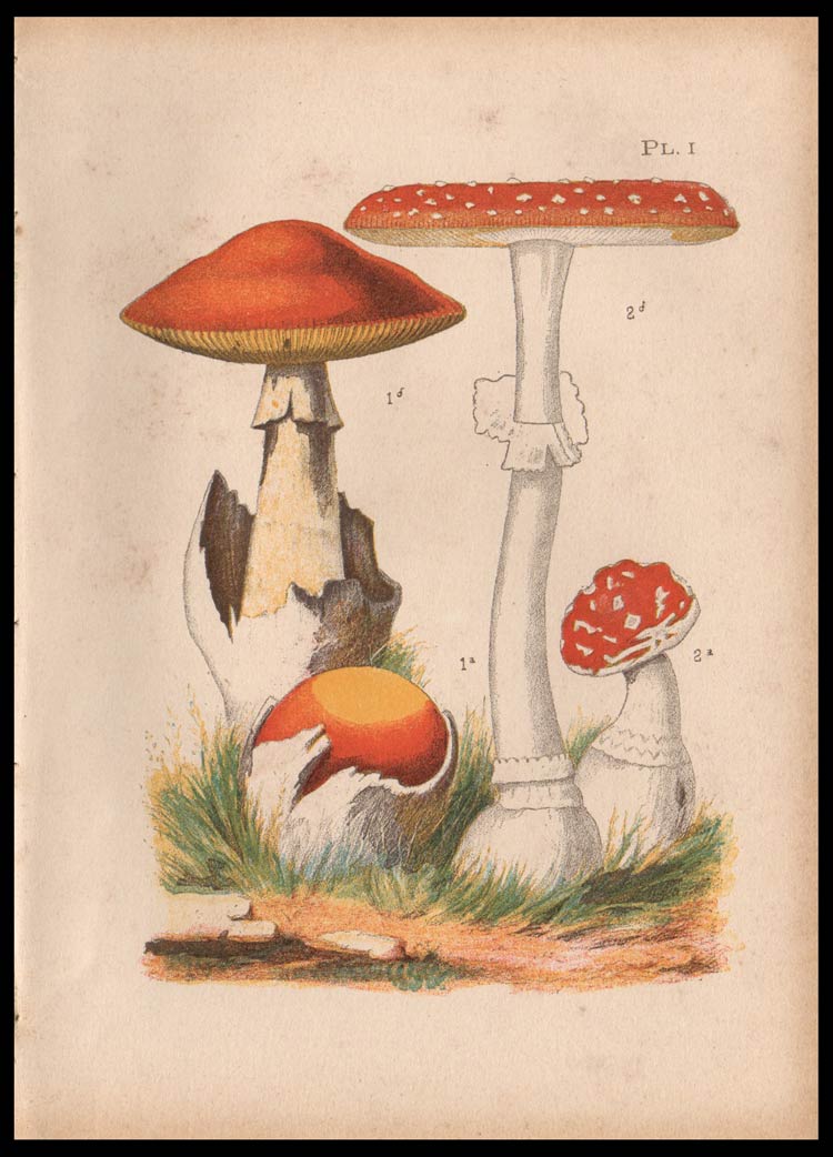 stampa antica fungo amanita