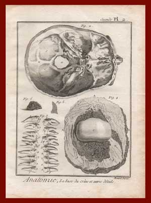 stampa anatomia cranio diderot