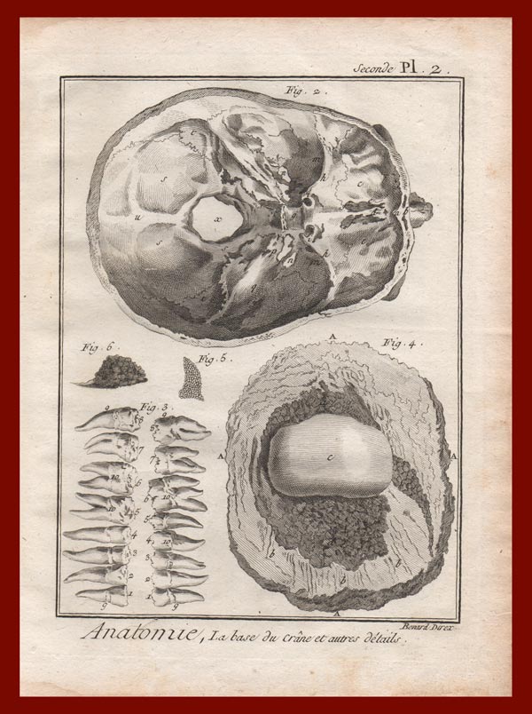 stampa antica anatomia cranio