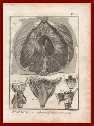 stampa anatomia diaframma diderot