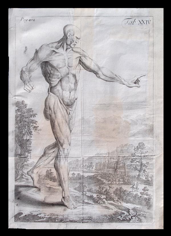 stampa antica anatomia van der gucht