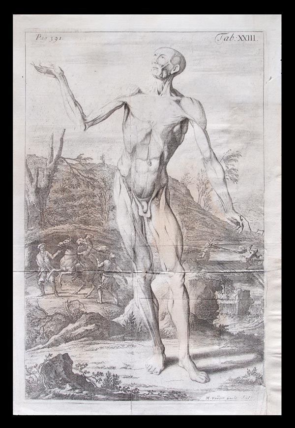 stampa antica anatomia muscoli
