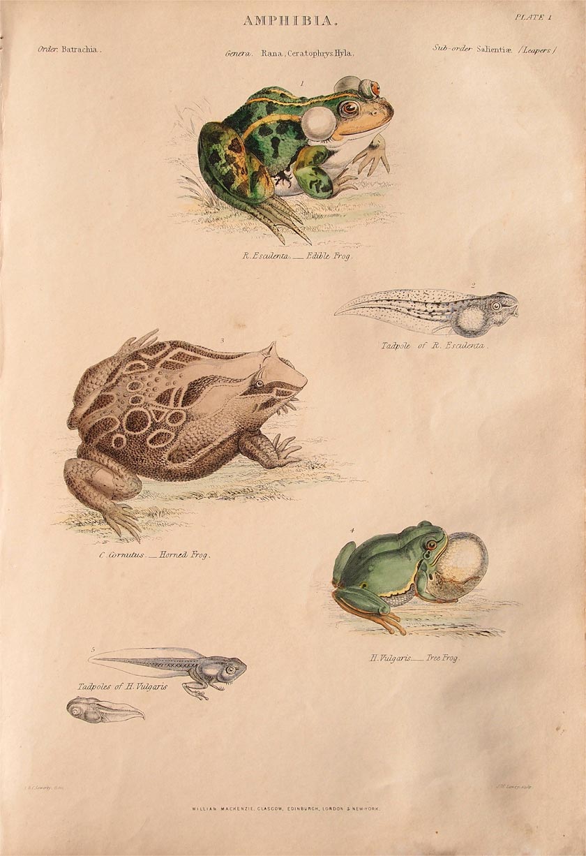 stampa antica anfibi stampa antica anfibi