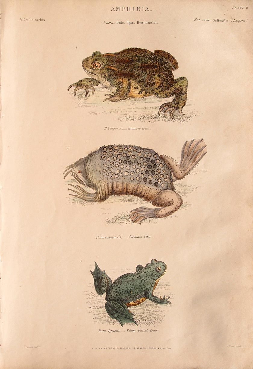 stampa antica anfibi stampa antica anfibi