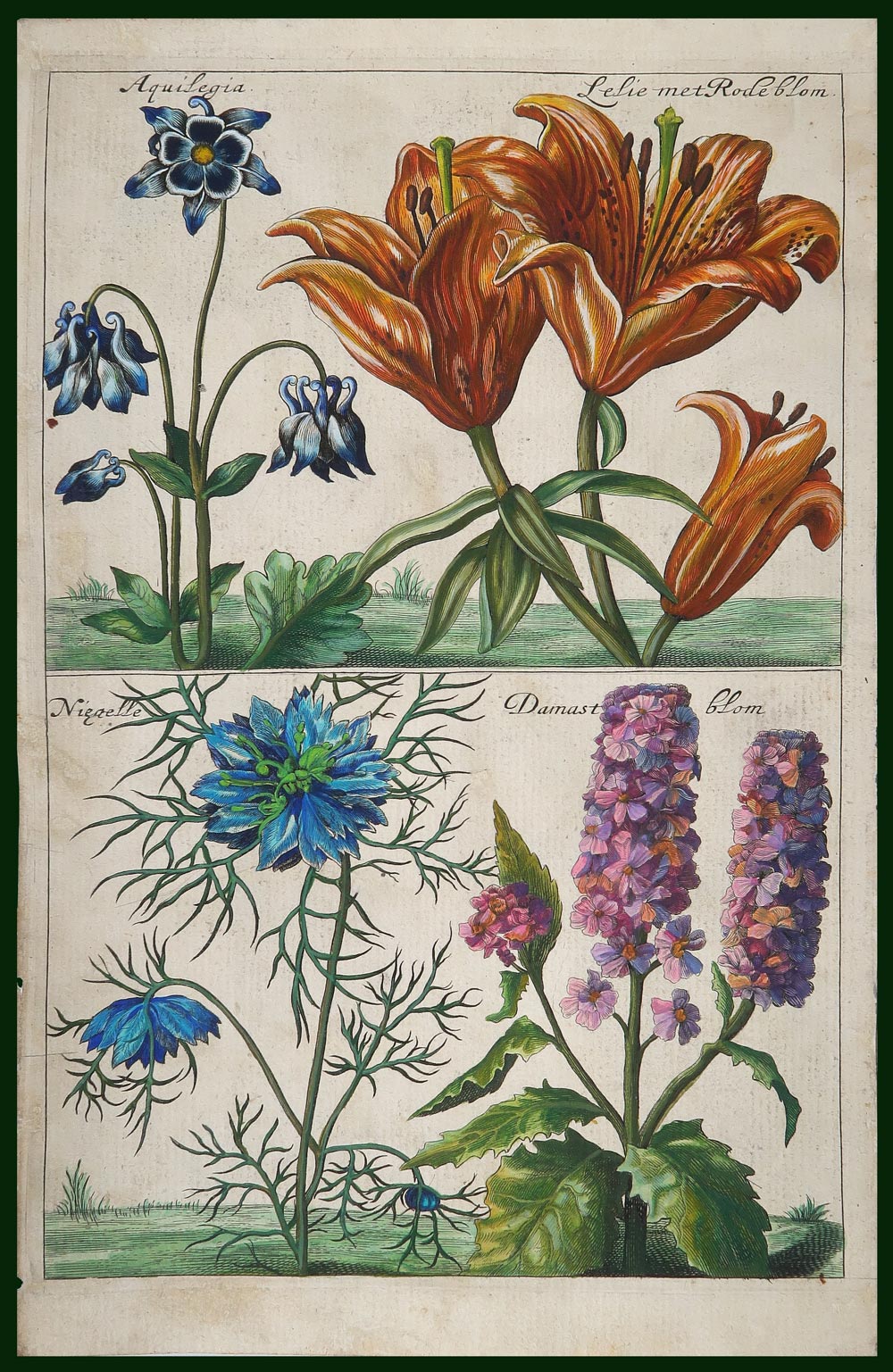stampa antica aquilegia  causé
