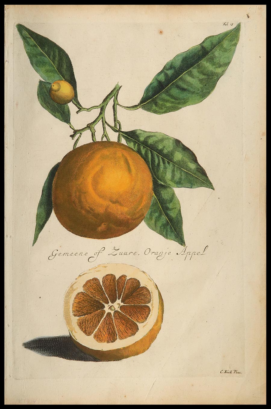 stampa antica gemeene zuure oranje appel