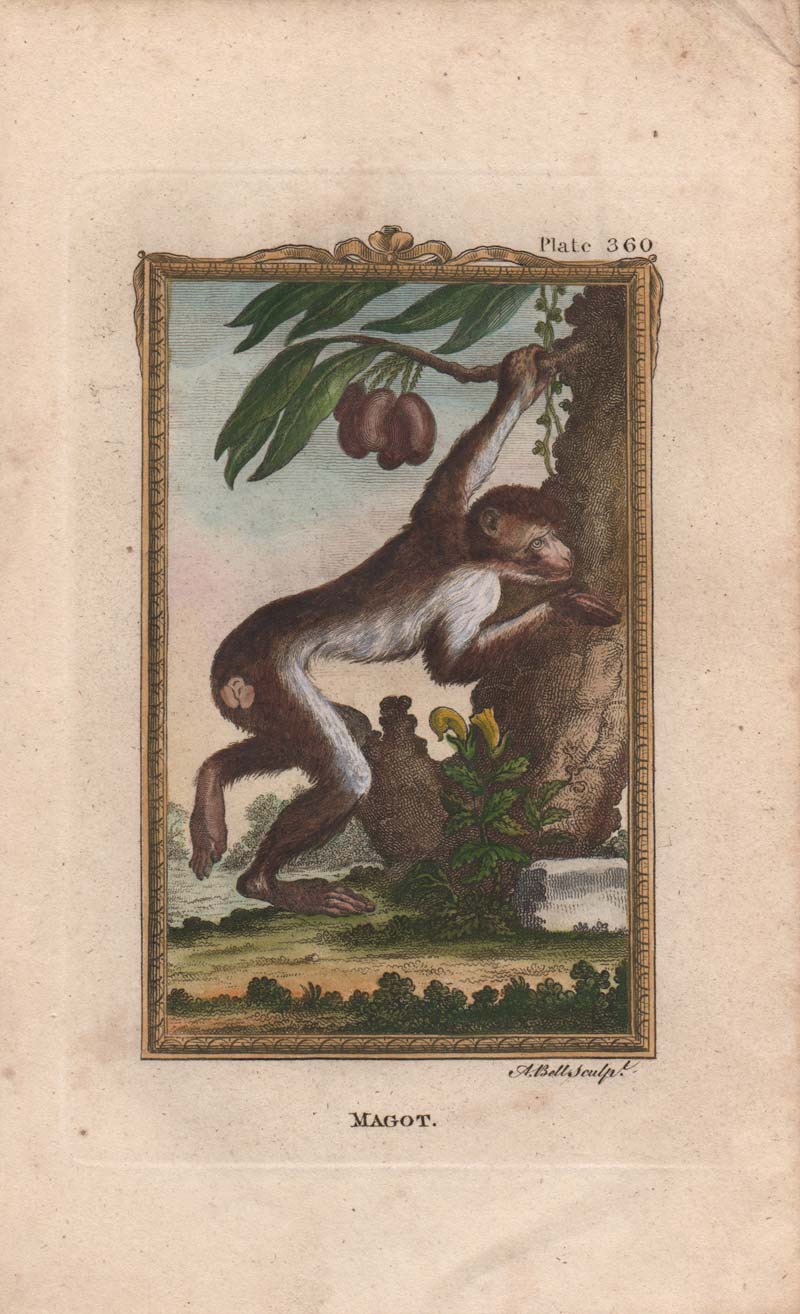 stampa antica scimmia bertuccia stampa antica bertuccia
