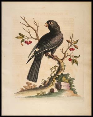 stampa antica black parrot