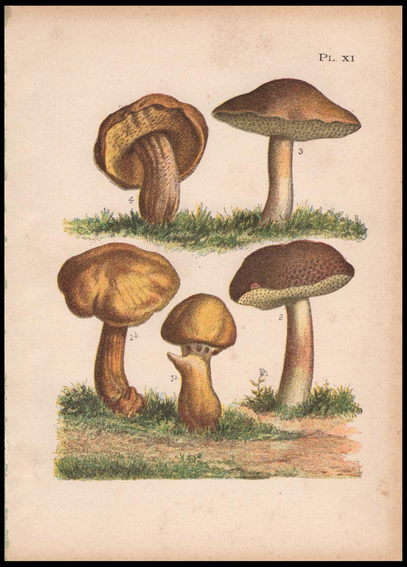 stampa antica fungo boletus granulatus