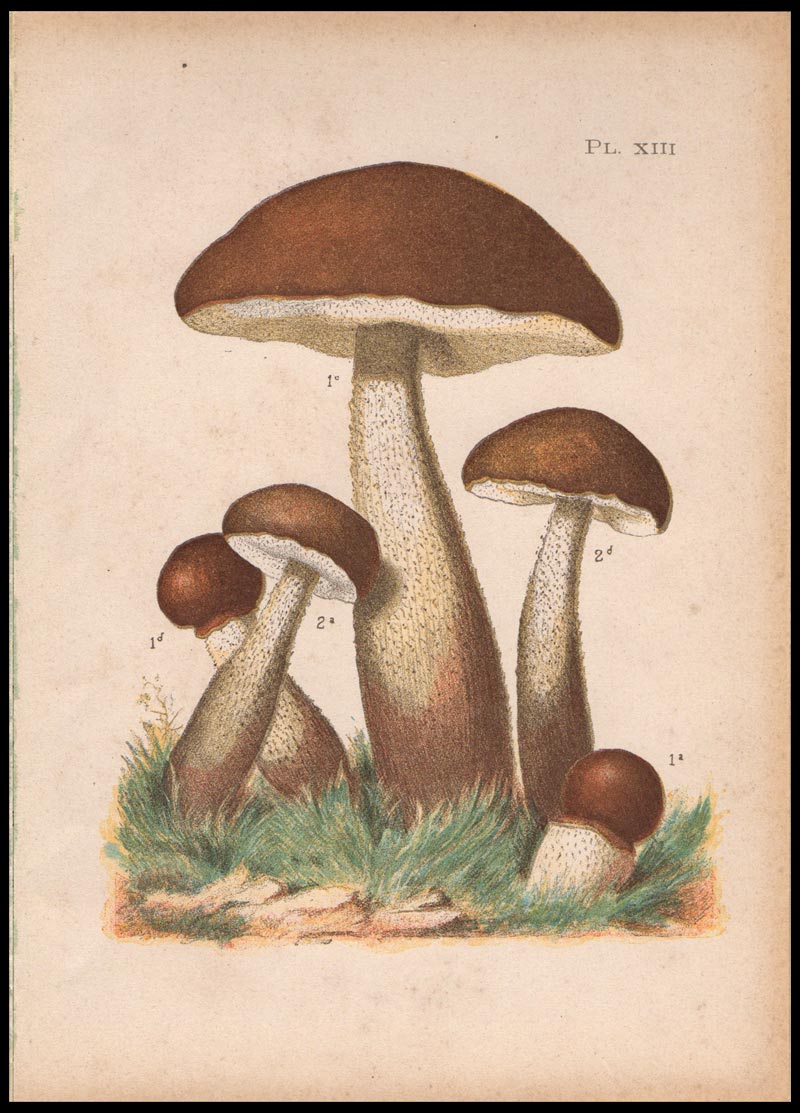 stampa antica boletus scaber
