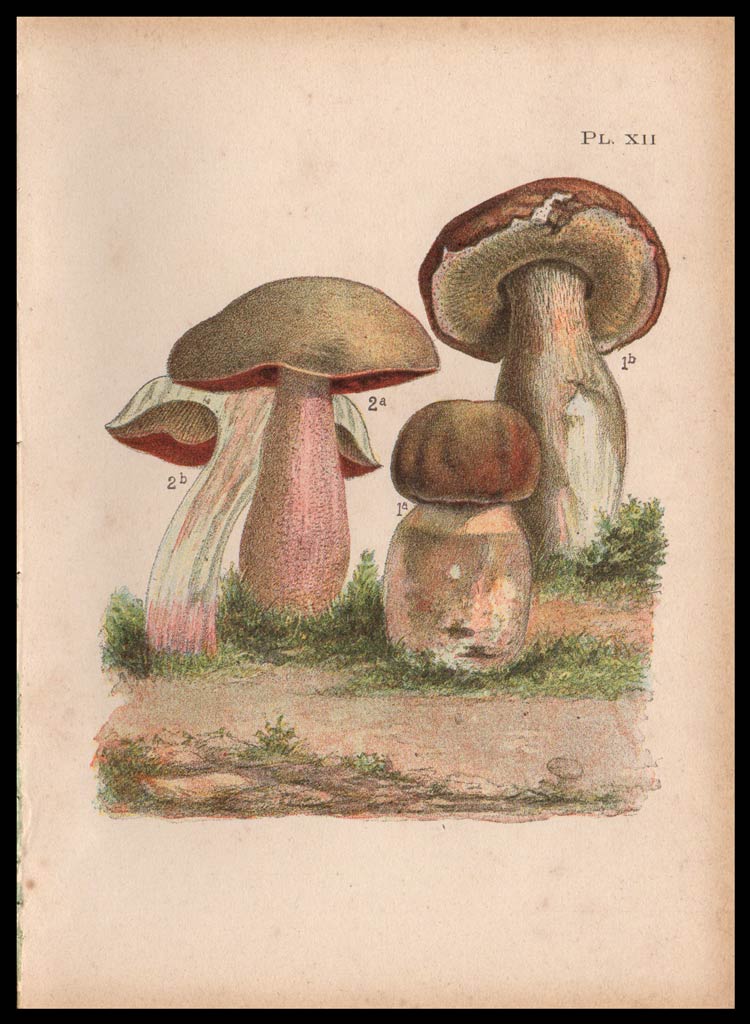 stampa antica boletus