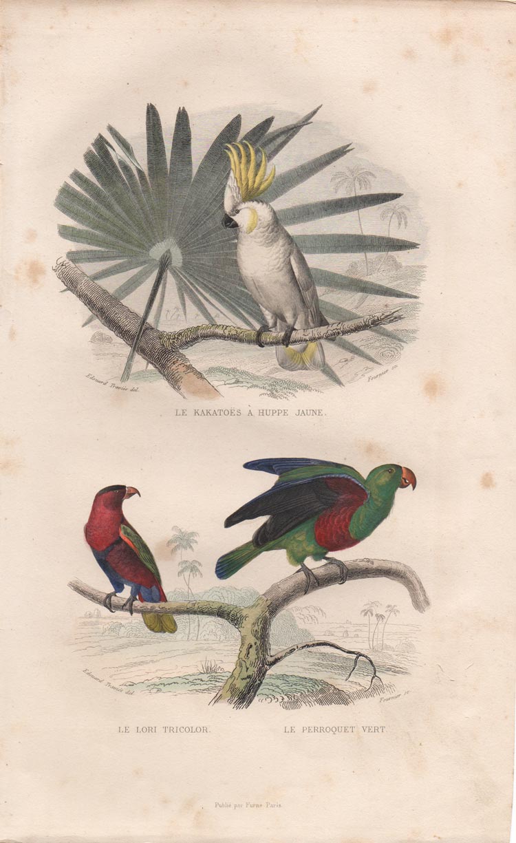 stampa antica pappagallo cacatua stampa antica cacatua