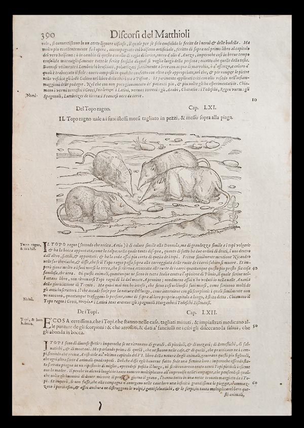 stampa antica topo ragno mattioli stampa antica topo ragno